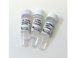 T4 PDG(ENDONUCLEASE V), 2,000U