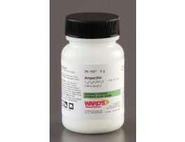 AMPICILLIN SODIUM SALT 5G LABGR REFRIG. EA