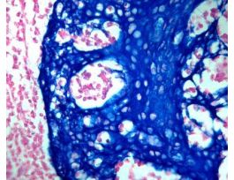 PERMABLUE/HRP CHROMOGEN 110ML