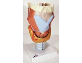 MODEL LARYNX 7-PART