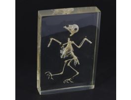 EMBEDMENT BIRD SKELETON