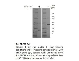 300-33AF-500UG RAT M-CSF (AF)