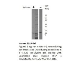 100-165-500UG HUMAN TSLP