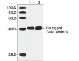(THETM HIS TAG ANTIBODY MAB MOUSE)