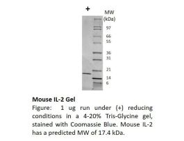 200-17-500UG MOUSE IL-2