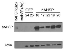 AHSP ANTIBODY 25UL