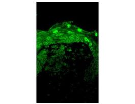 CAV1-3 ANTIBODY 100UG