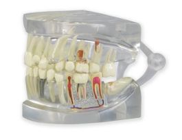 MODEL CLEAR HUMAN JAW GPI