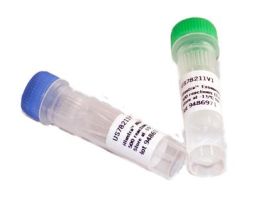 KIT ILLUXTRA ENZ PCR / CLEAN-UP 100RXN