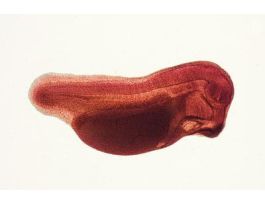 FROG-4MM EMBRYO (WM) C&FG