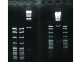 SYNERGEL-100GM AGAROSE ADD.