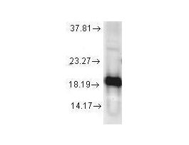 CU ZN SOD ANTIBODY 100UG
