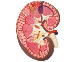 MODEL KIDNEY SECTION 3X FULLSIZE