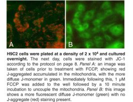 KIT ASY JC-1 MIT MEMBRANE POTENTIAL 1 HR