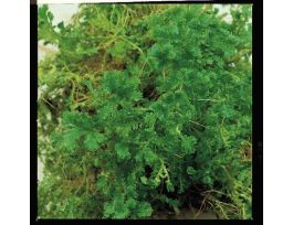 EUGLENA MEDIUM 1L BOTTLE