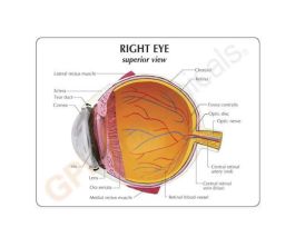 MODEL EYE 9.5 CM X 12 CM X 10 CM