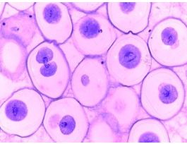 ANIMAL MITOSIS PARASCARIS UTERUS