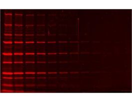 LUMITEIN PROTEIN GEL STAIN 1X