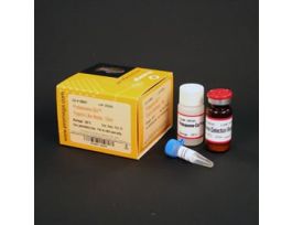 PROTEASOME-GLO TRYPSIN ASY10ML