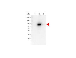 AKT2 ANTIBODY 25UL