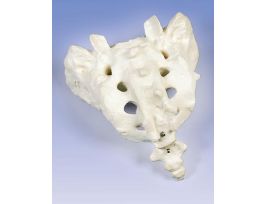 MODEL SACRUM AND COCCYX
