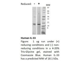 100-145-500UG HUMAN IL-33