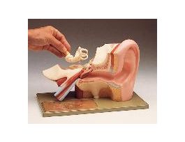 MODEL EAR 3PRT