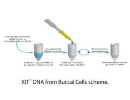 DNA FROM BUCCAL CELLS 50 PREPS