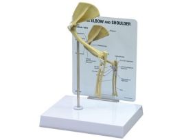 MODEL FELINE ELBOW / SHOULDER