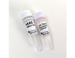 HUMAN ALKYLADENINE GLYC 500 UN