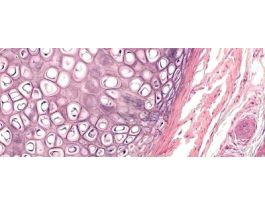ELASTIC CARTILAGE (SECT)V&E (RABBIT)