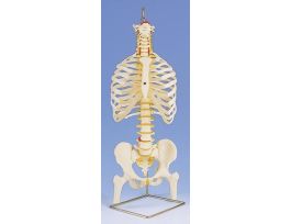 MODEL FLEX SPINE W/RIBS+FEMUR HEADS
