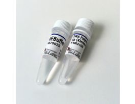 DNA POL I, KLENOW FRAGMENT