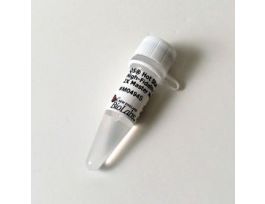 Q5 HOT START HIGH-FIDELITY 2X