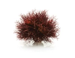 BIORB AQUATIC SEA LILY CRIMSON CS