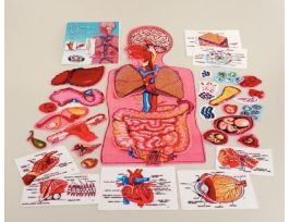 KIT HUMAN BODY 34 PRE-CUT FELT PIECES