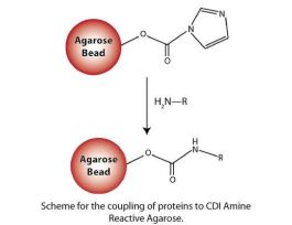 CDI AMINE REACTIVE AGAROSE 10ML
