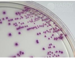 MEDIUM ECC CHRMG CONT PLT F/ECOLI PK10.