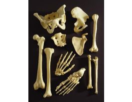 MODEL FOAMBONES INDIVIDUAL SOLID HUMERUS