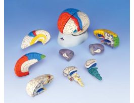 MODEL NEURO-ANATOMICAL BRAIN 8-PART