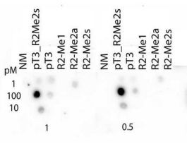HISTONE H3 PT3/R2-ME2S ANTIBODY 50 UG