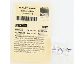 M-MULV REVERSE TRANSCRIPTASE