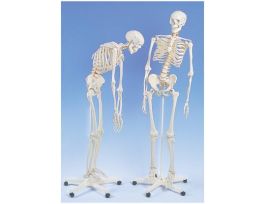 MODEL FLEXIBLE SKELETON ROD MTD