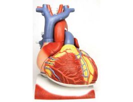 MODEL HEART ON DIAPHRAGM 10PT