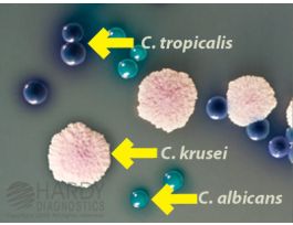 HARDYCHROM CANDIDA PK10