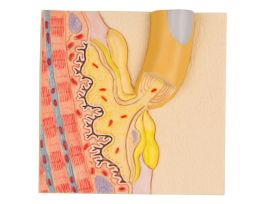 MODEL MOTOR END PLATE