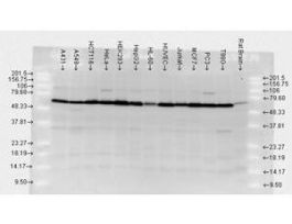 HSP70 ANTIBODY 100UL