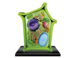 MODEL 4D SCIENCE PLANT CELL 6 INCH CS