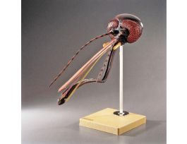 MODEL MOSQUITO HEAD-sp