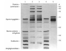 AGAROSE HEEO SEAKEM 125G CATHODAL MIG